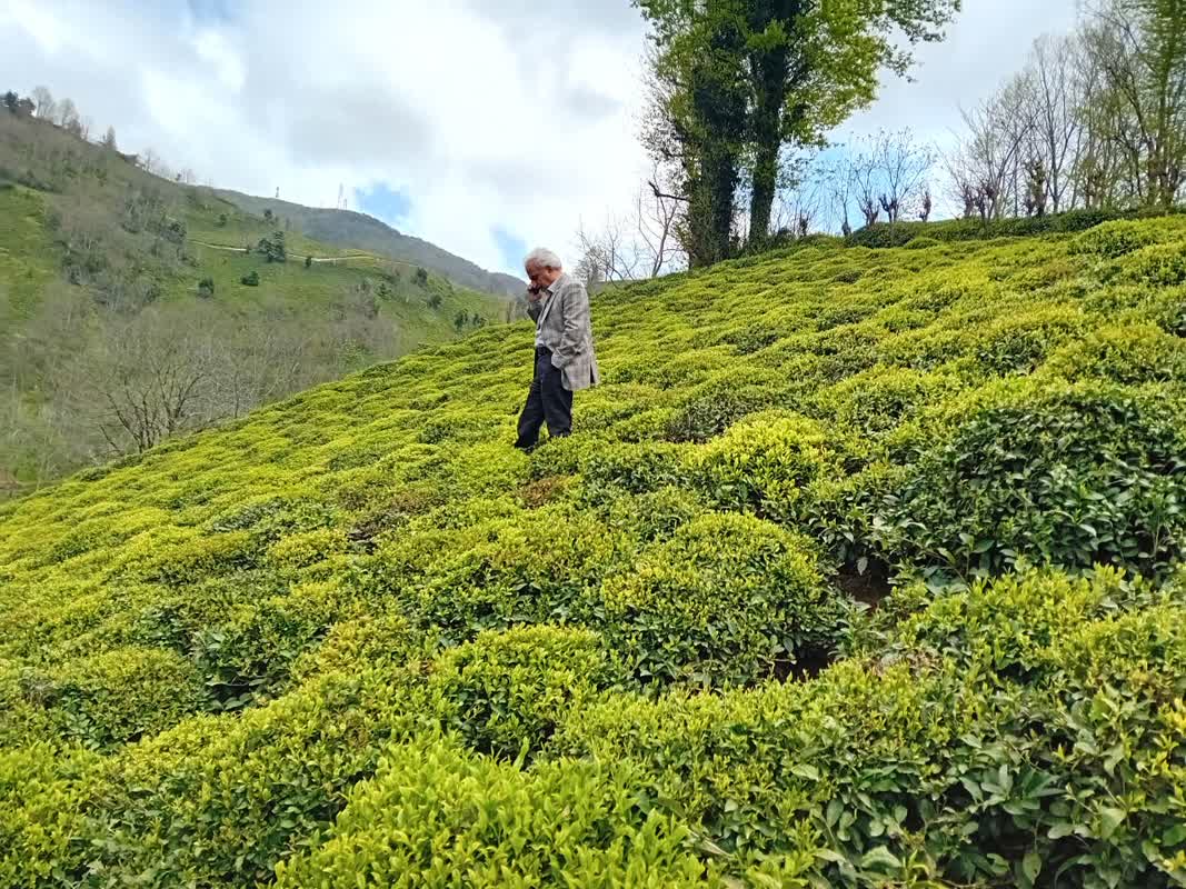 بازدید رئیس سازمان چای کشور از باغات چای شهرستانهای چایخیز و بررسی آخرین وضعیت برگ سبز برای برداشت سال 1403