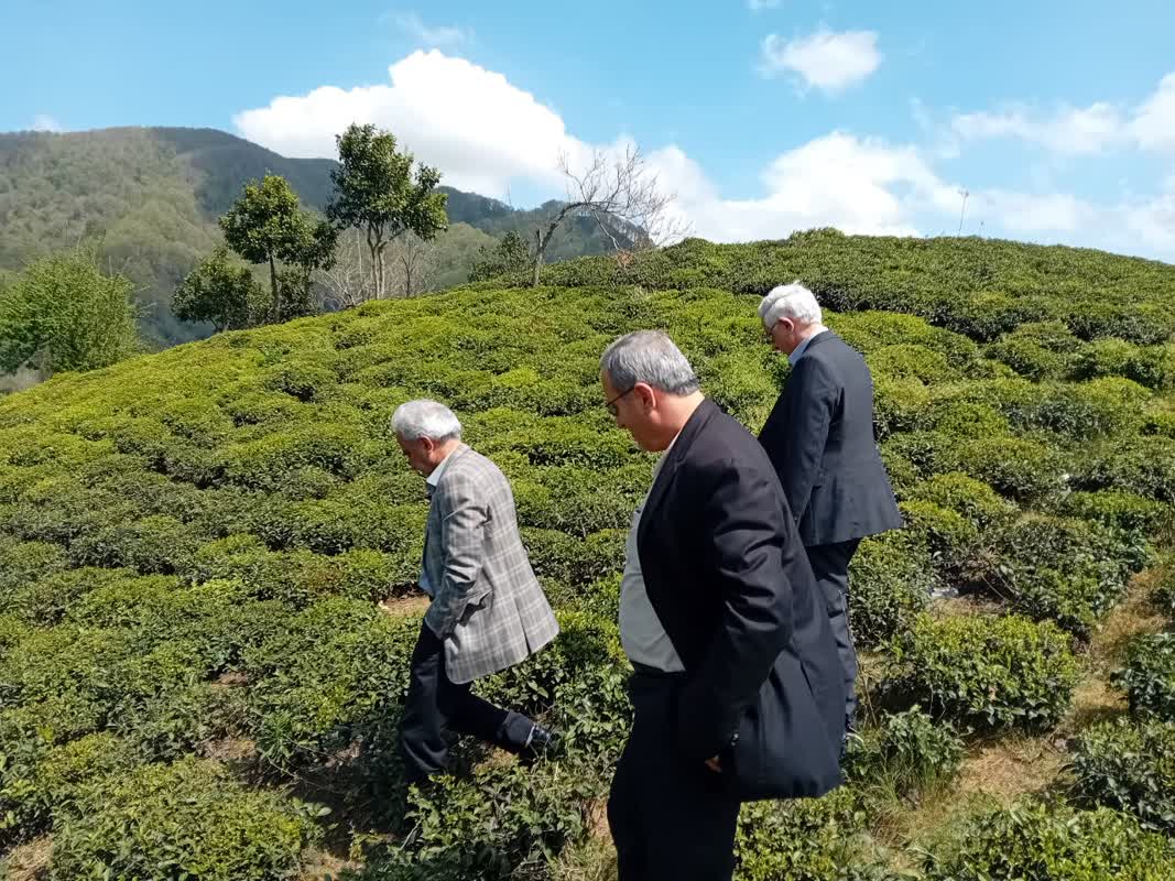 بازدید رئیس سازمان چای کشور از باغات چای شهرستانهای چایخیز و بررسی آخرین وضعیت برگ سبز برای برداشت سال 1403