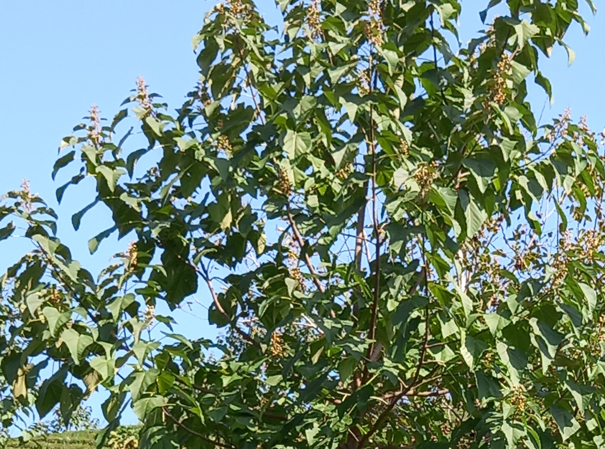 پالونیا (Paulownia spp)  تهدیدی برای باغات چای ایران/دکترمحمدجوادگل محمدی