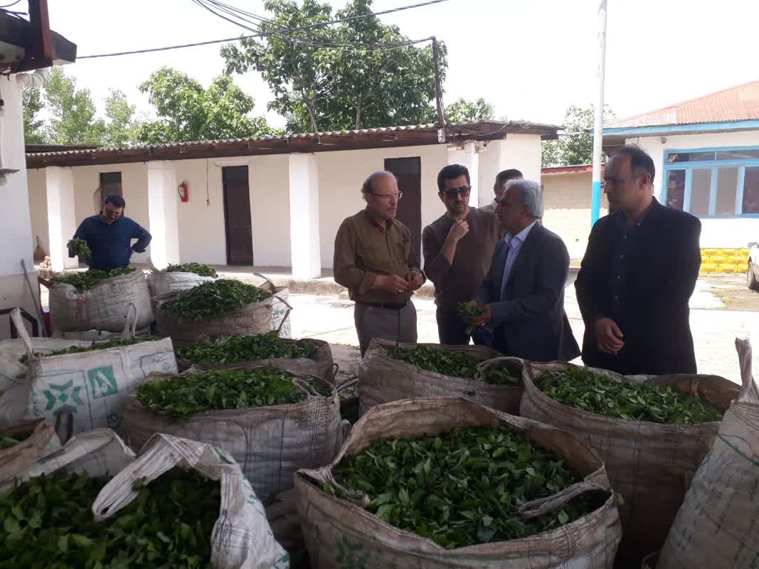 بازدید ریاست سازمان چای کشور از کارخانجات چایسازی غرب گیلان