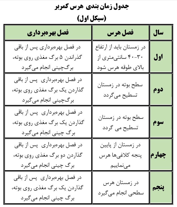 هرس در باغات چای