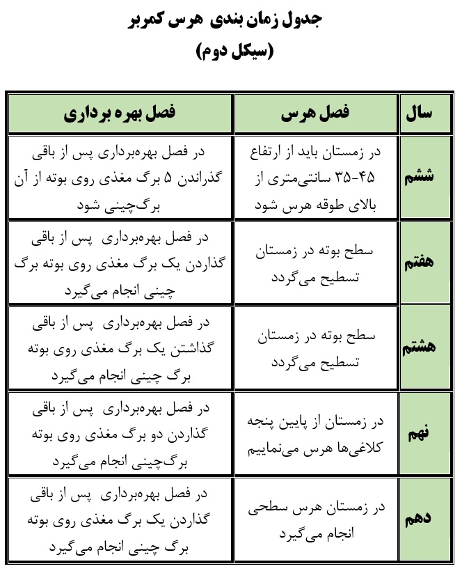 هرس در باغات چای