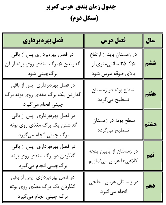 هرس در باغات چای