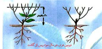 هرس در باغات چای