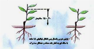 هرس در باغات چای