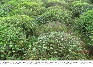 پیشگیری و کنترل برگ ریزی در باغات چای 