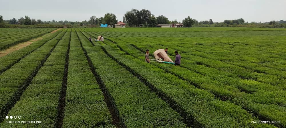 رونق صنعت چای کشور :پرداخت 100 میلیارد تومان دیگر از مطالبات چایکاران شمال کشور