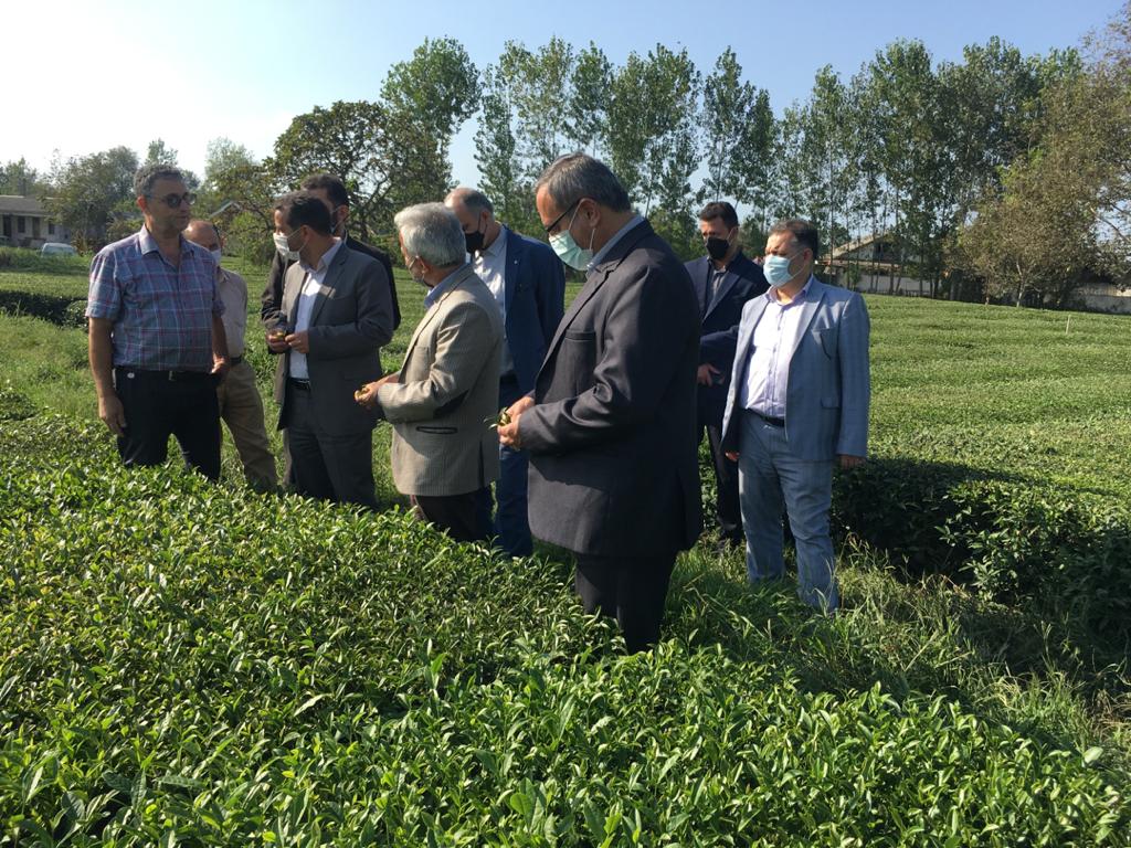 دیدار مهندس کردلو مدیرکل محترم دیوان محاسبات استان گیلان با رئیس سازمان چای کشور