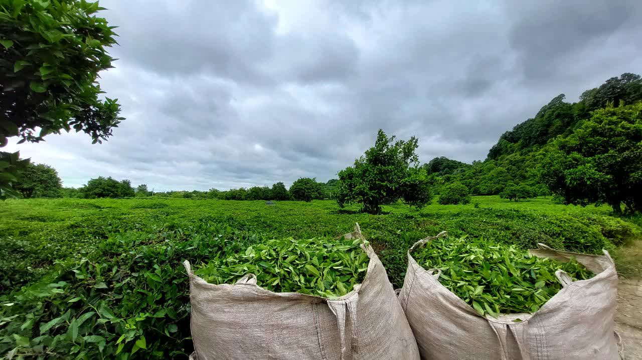 با هدف رونق صنعت چای : آغاز پرداخت تسهیلات کم بهره به چایکاران و کارخانه داران چایسازی شمال کشور 