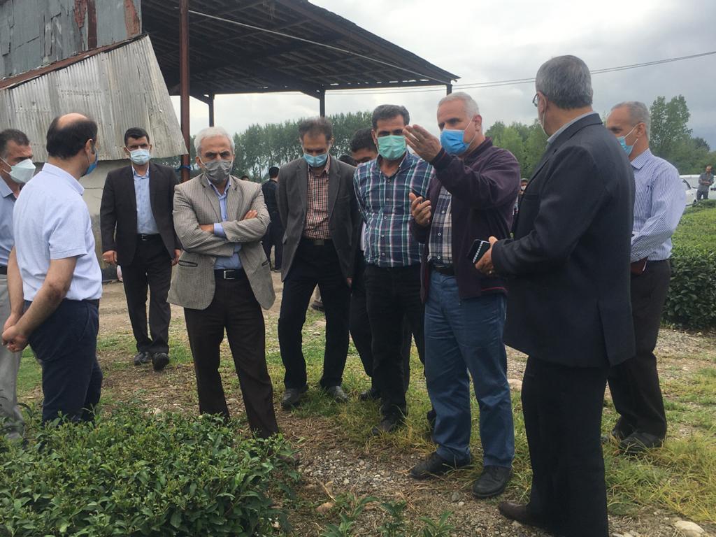 برگزاری دوره آموزشی برای روئسای ادارات و کارشناسان سازمان چای توسط معاونت بهبود و تولیدات چای سازمان چای کشور