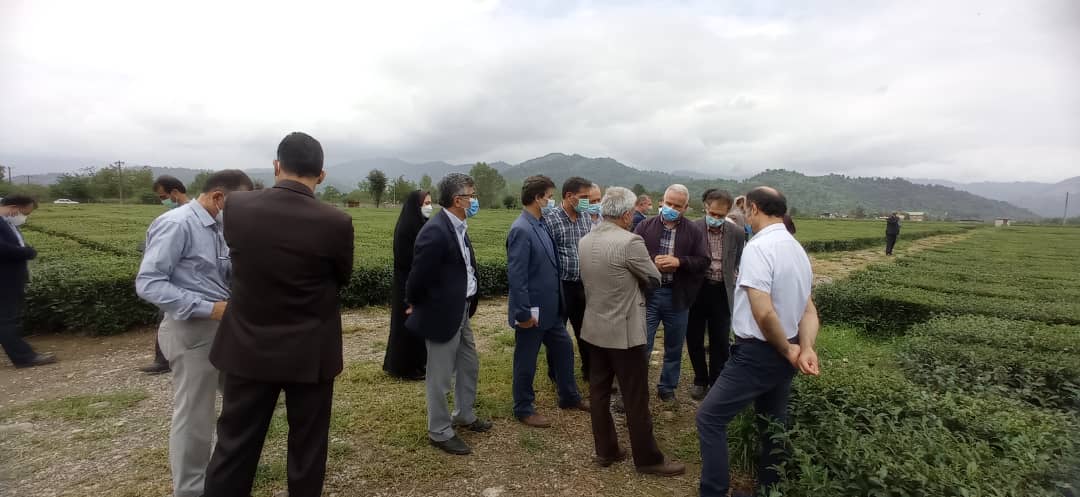 برگزاری دوره آموزشی برای روئسای ادارات و کارشناسان سازمان چای توسط معاونت بهبود و تولیدات چای سازمان چای کشور