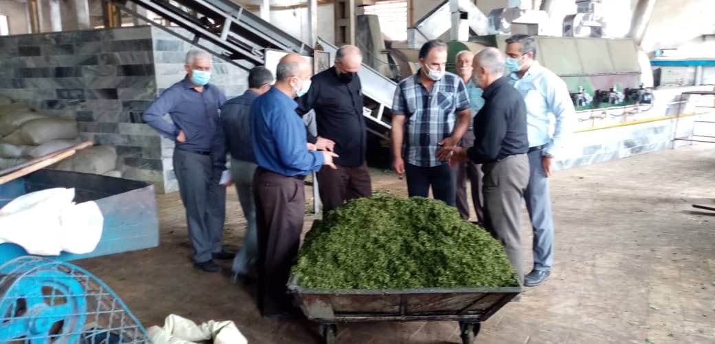 بازدیدمعاونین  توسعه مدیریت و منابع   و   بهبود تولیدات چای سازمان چای کشور از کارخانجات شهرستانهای روسر و املش