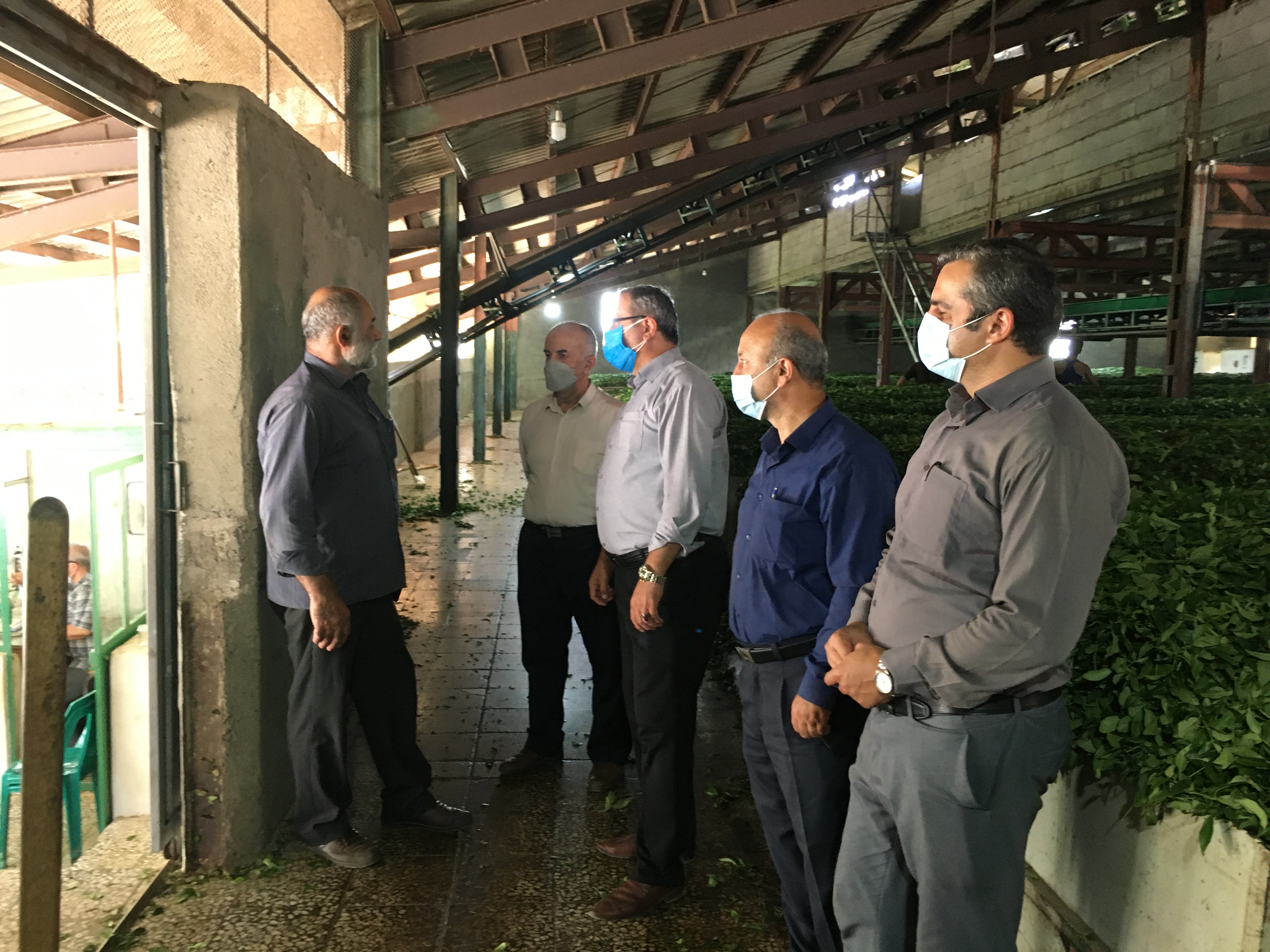 بازدیدمعاونین  توسعه مدیریت و منابع   و   بهبود تولیدات چای سازمان چای کشور از کارخانجات شهرستانهای روسر و املش