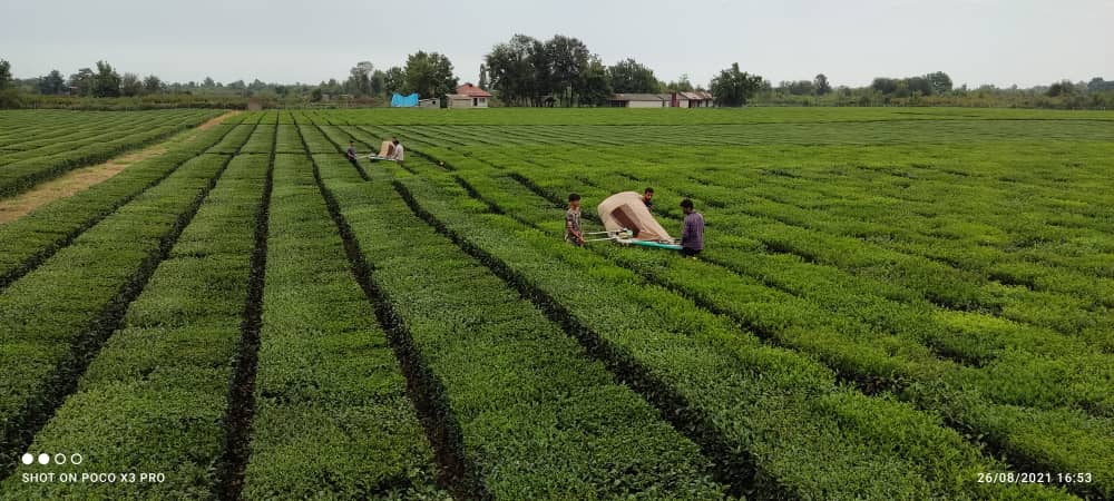 آغاز برداشت چین پاییزه برگ سبز چای از باغات چای گیلان و مازندران