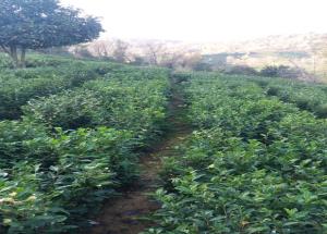   تغذیه و تغییر آرایش کاشت در باغات چای