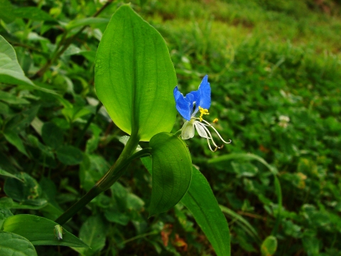 معرفی گونه مهاجم Commelina communis در باغات چای