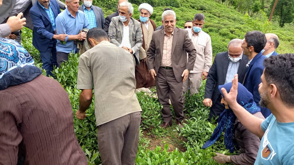 بازدید استاندار محترم گیلان از باغات و کارخانجات چایسازی شهرستانهای لنگرود و املش