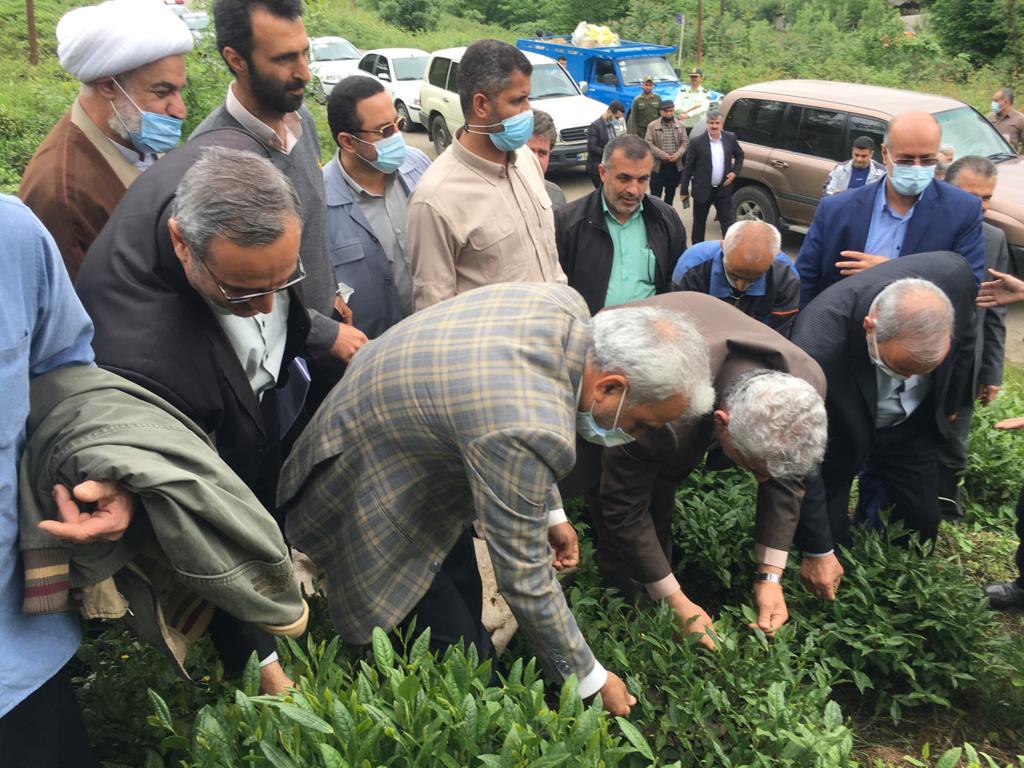 بازدید استاندار محترم گیلان از باغات و کارخانجات چایسازی شهرستانهای لنگرود و املش