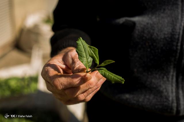 پایان خرید تضمینی برگ سبز چای از کشاورزان چایکار گیلان و مازندران