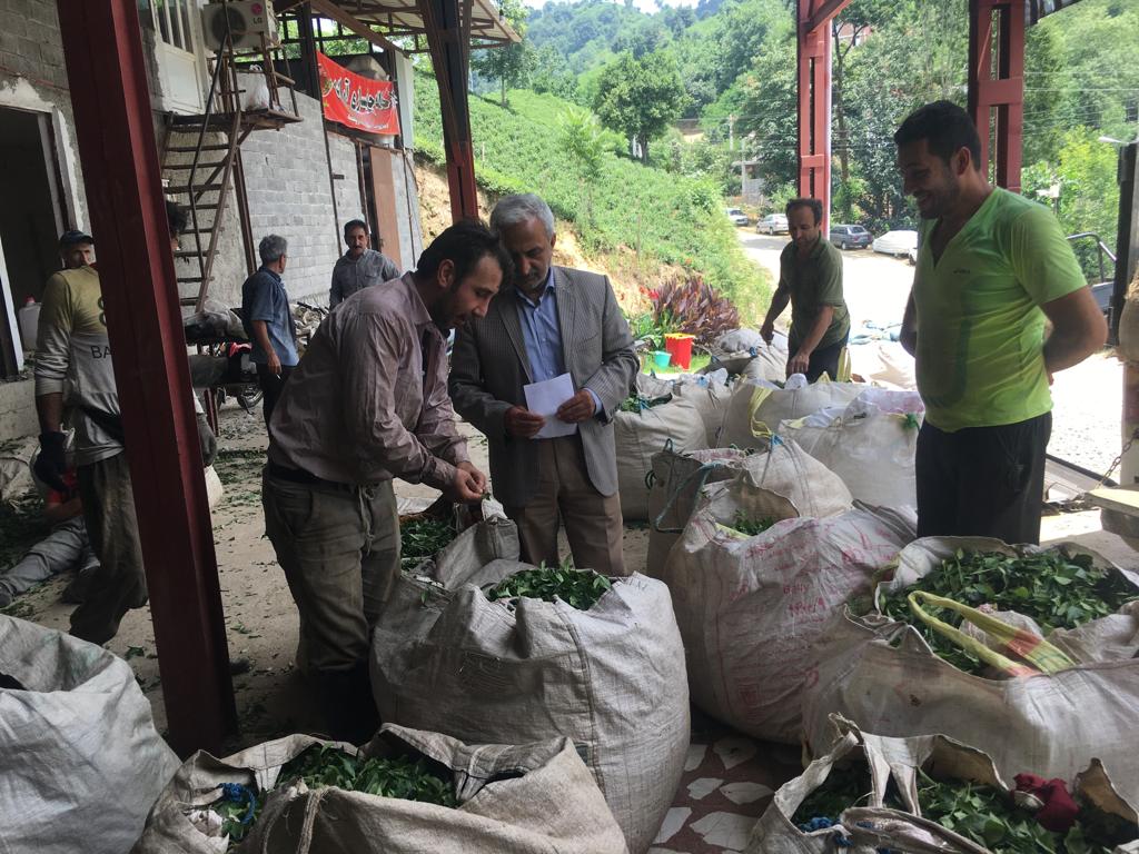 بازدید رئیس سازمان چای کشور از کارخانجات چایسازی همزمان با آغاز برداشت چین دوم برگ سبز چای