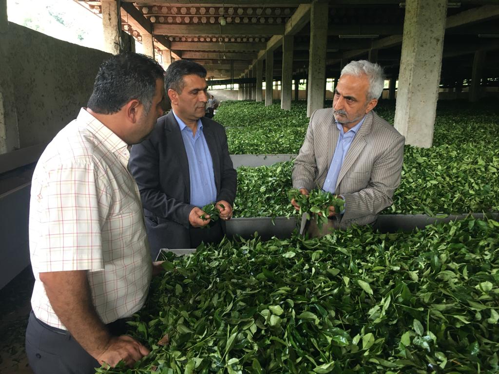 بازدید رئیس سازمان چای کشور از کارخانجات چایسازی همزمان با آغاز برداشت چین دوم برگ سبز چای