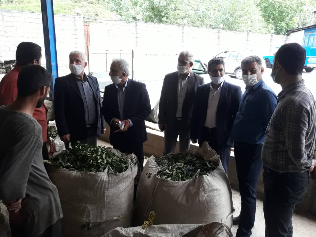 بازدید رئیس سازمان چای کشور از کارخانجات و دیدار با جوانان چایکار منطقه مرکزی لاهیجان