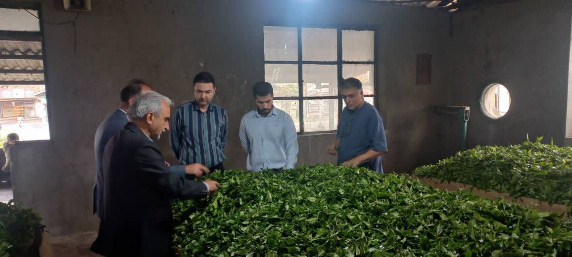 بازدید رئیس سازمان چای کشور از کارخانجات چایسازی