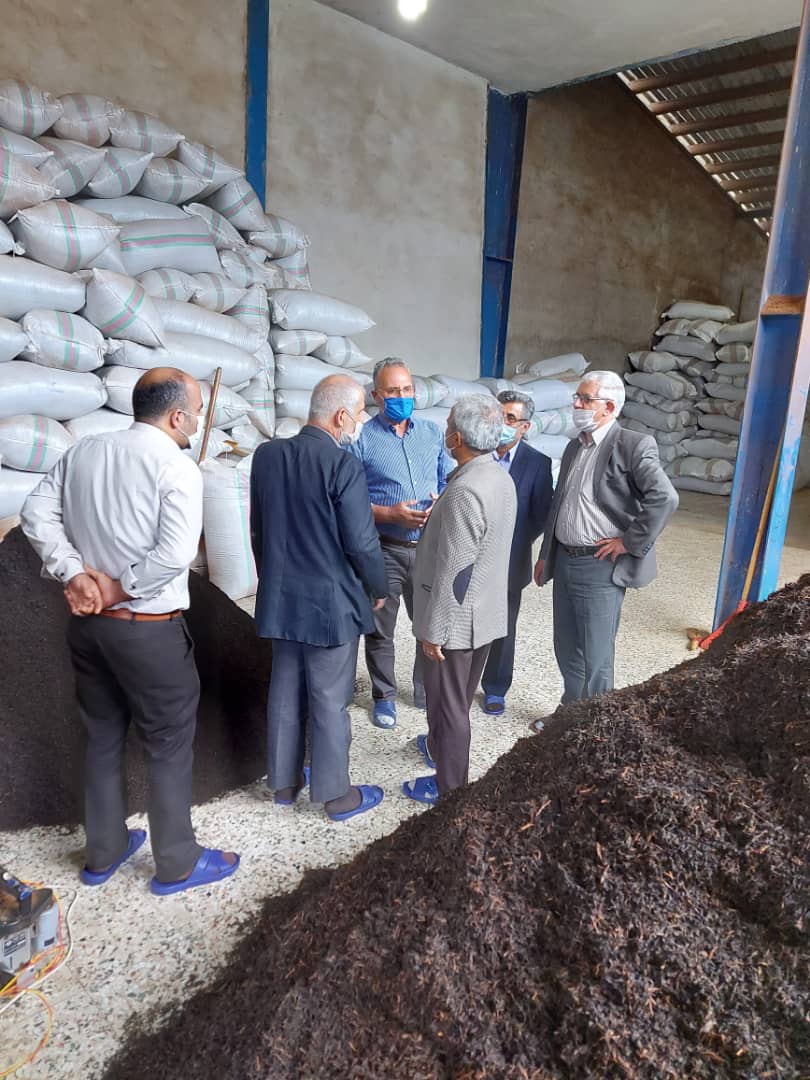 بازدید رئیس سازمان چای کشور همزمان با برداشت چین پاییزه برگ سبز چای از کارخانجات شهرستان املش