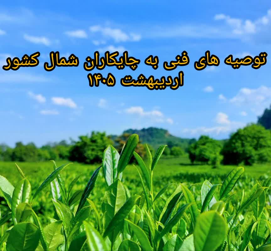 توصیه های فنی به چایکاران شمال کشور ( بازه زمانی سوم اردیبهشت الی دهم اردیبهشت 1405 )