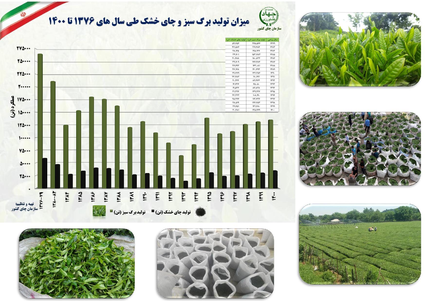 چای و چایکاری در ایران