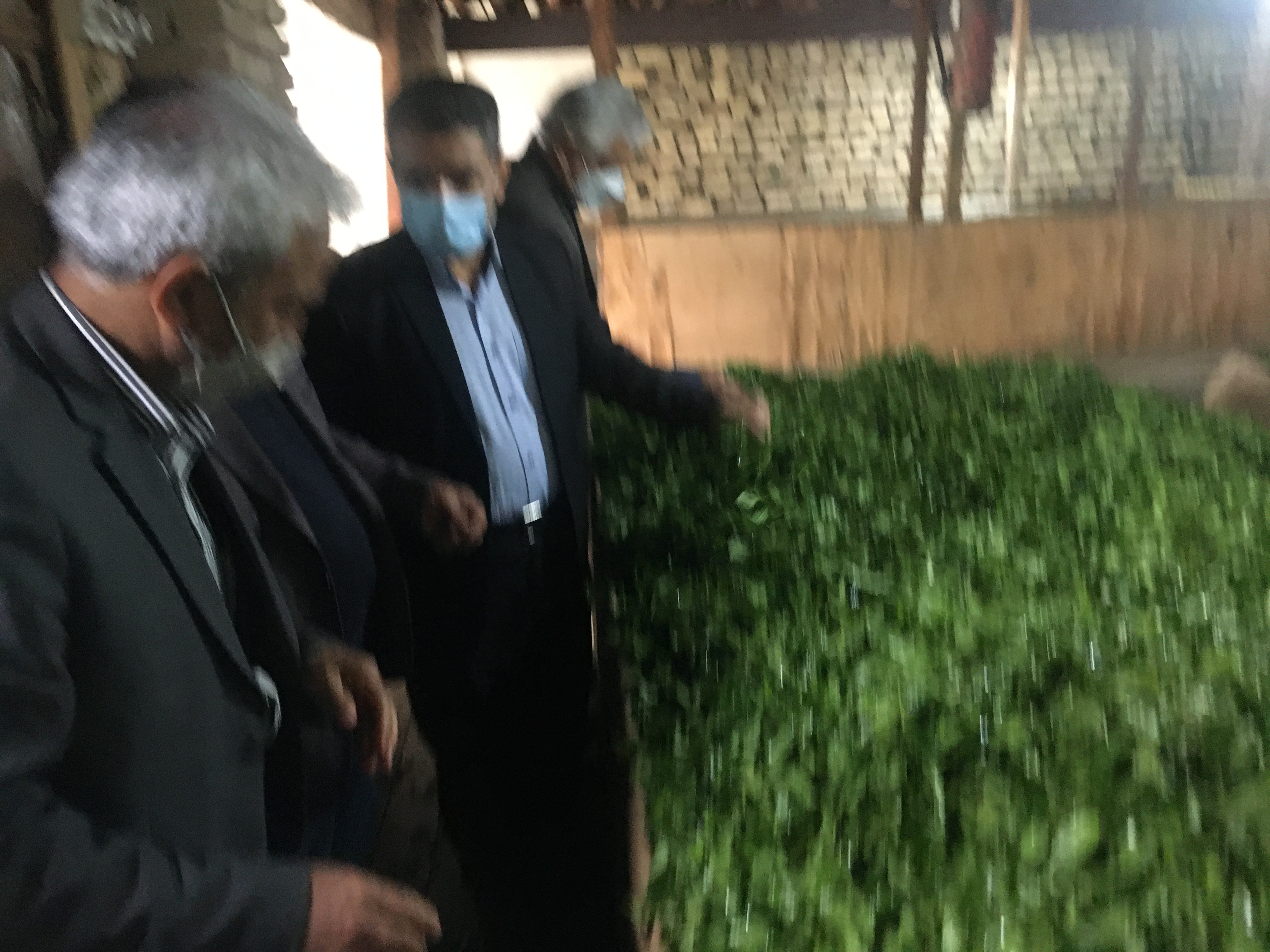 بازدید رئیس سازمان چای کشور از کارخانجات شهرستان لاهیجان