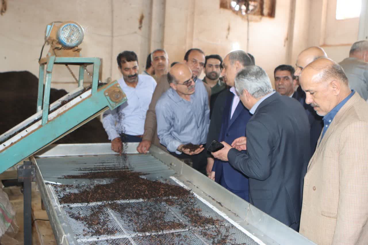 بازدید استاندار گیلان از روند برداشت برگ سبز چای در لاهیجان