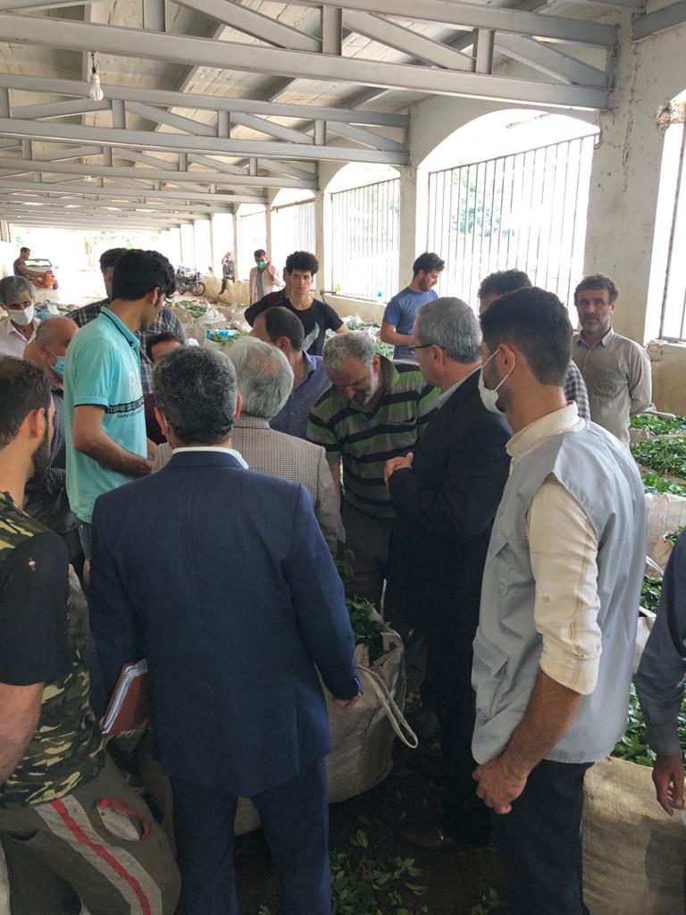 بازدید رئیس سازمان چای کشور از کارخانجات  شهرستان املش