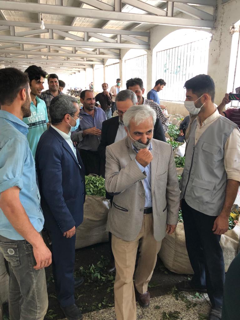 بازدید رئیس سازمان چای کشور از کارخانجات  شهرستان املش