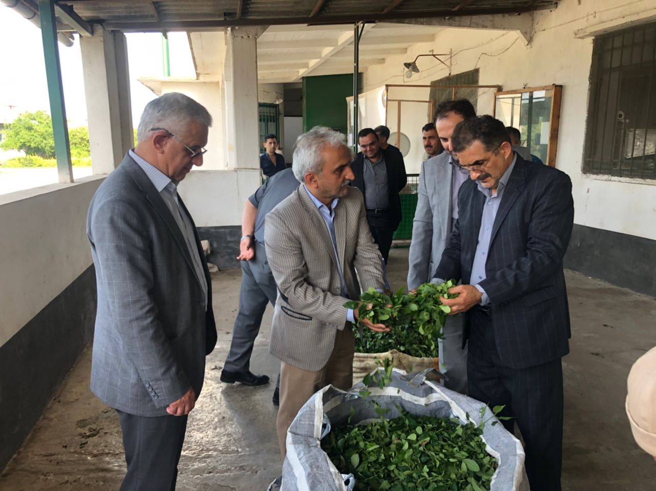 بازدید رئیس سازمان چای کشور از باغات و کارخانجات چایسازی شهرستان رامسر در استان مازندران