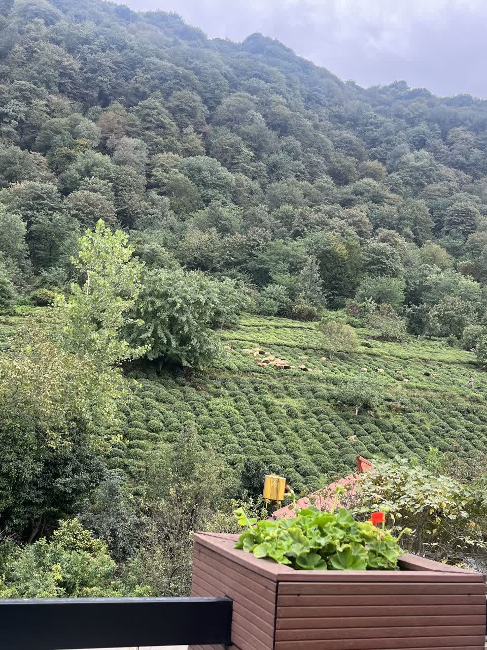 باغات چای شمال کشور 