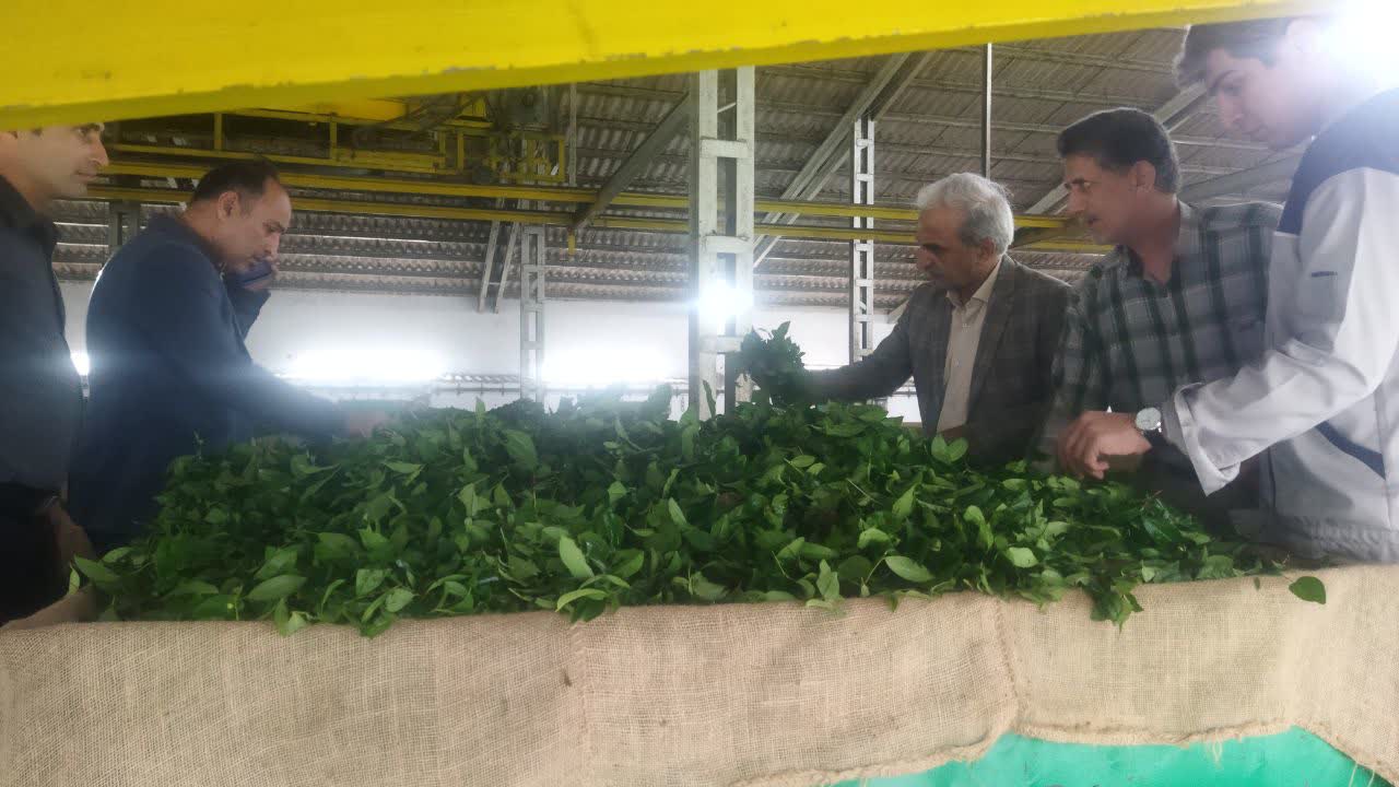 بازدید رئیس سازمان چای کشور از کارخانجات و باغات شهرستانهای چایخیز در روزهای پایانی خرید تضمینی برگ  سبز چای