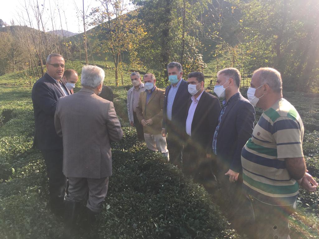  بازدید ریاست سازمان چای کشور بهمراه معاون بهبود و تولیدات چای ، روئسای ادارات و کارشناسان سازمان چای ازروند اجرای طرح اصلاح  آرایش کشت