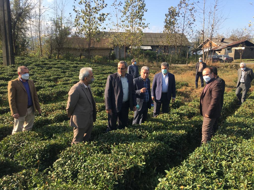  بازدید ریاست سازمان چای کشور بهمراه معاون بهبود و تولیدات چای ، روئسای ادارات و کارشناسان سازمان چای ازروند اجرای طرح اصلاح  آرایش کشت