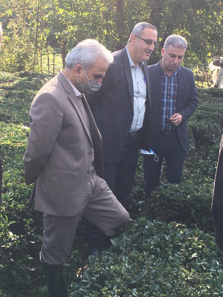  بازدید ریاست سازمان چای کشور بهمراه معاون بهبود و تولیدات چای ، روئسای ادارات و کارشناسان سازمان چای ازروند اجرای طرح اصلاح  آرایش کشت