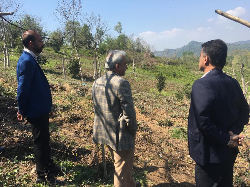 بازدید رئیس سازمان چای کشور از باغات و کارخانجات چایسازی