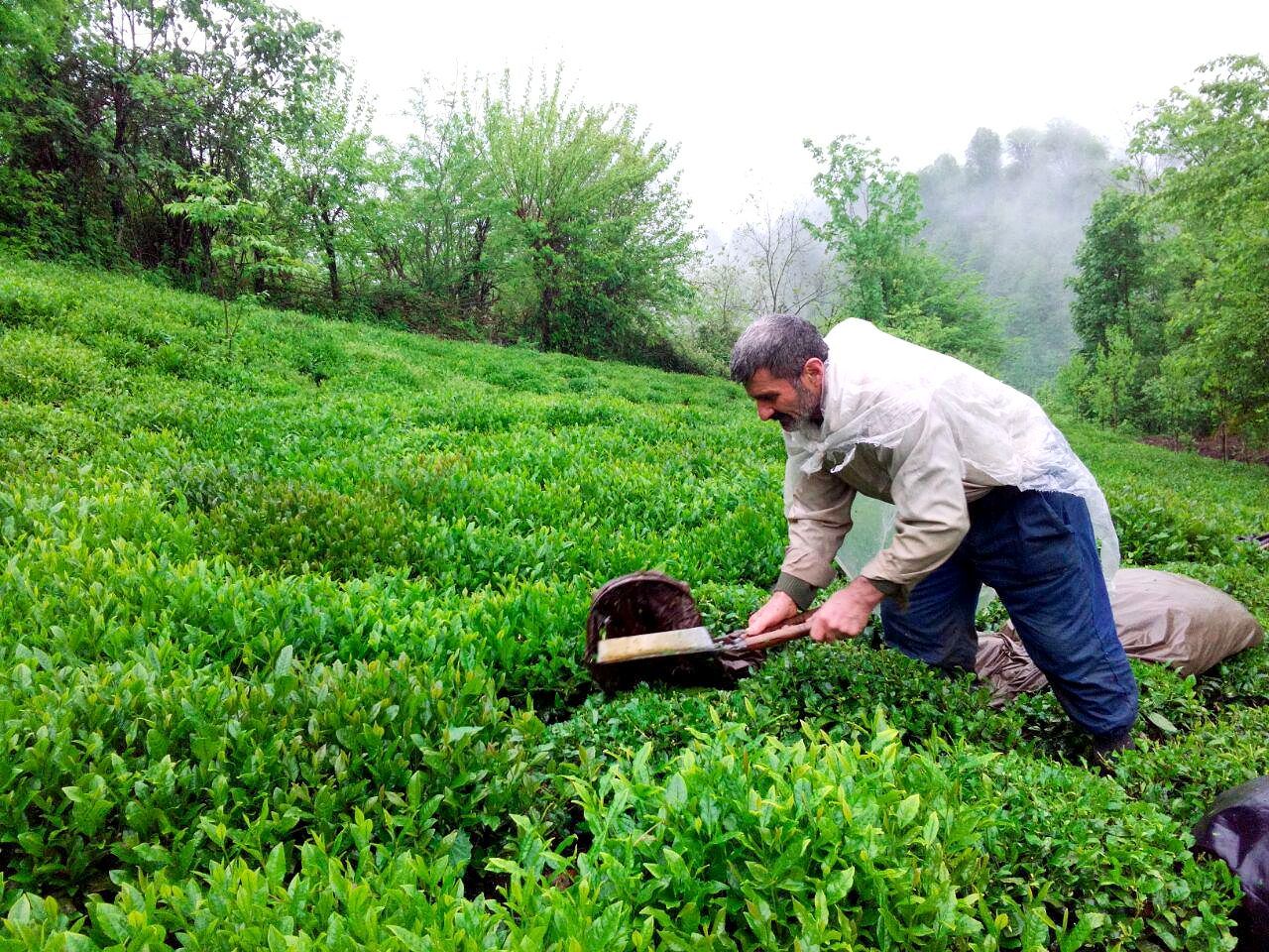 اصول صحیح برگ چینی در چای