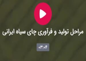 مراحل تولید و فرآوری چای سیاه ایرانی 