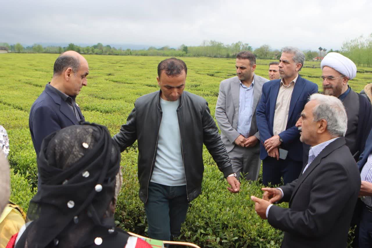 مراسم برداشت نمادین برگ سبز چای و خرید تضمینی سال 1405 برگزار شد