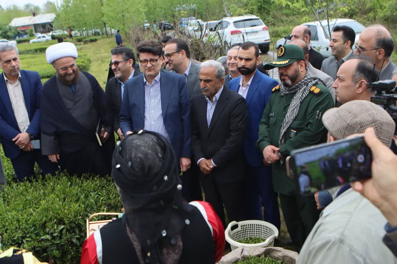 مراسم برداشت نمادین برگ سبز چای و خرید تضمینی سال 1405 برگزار شد