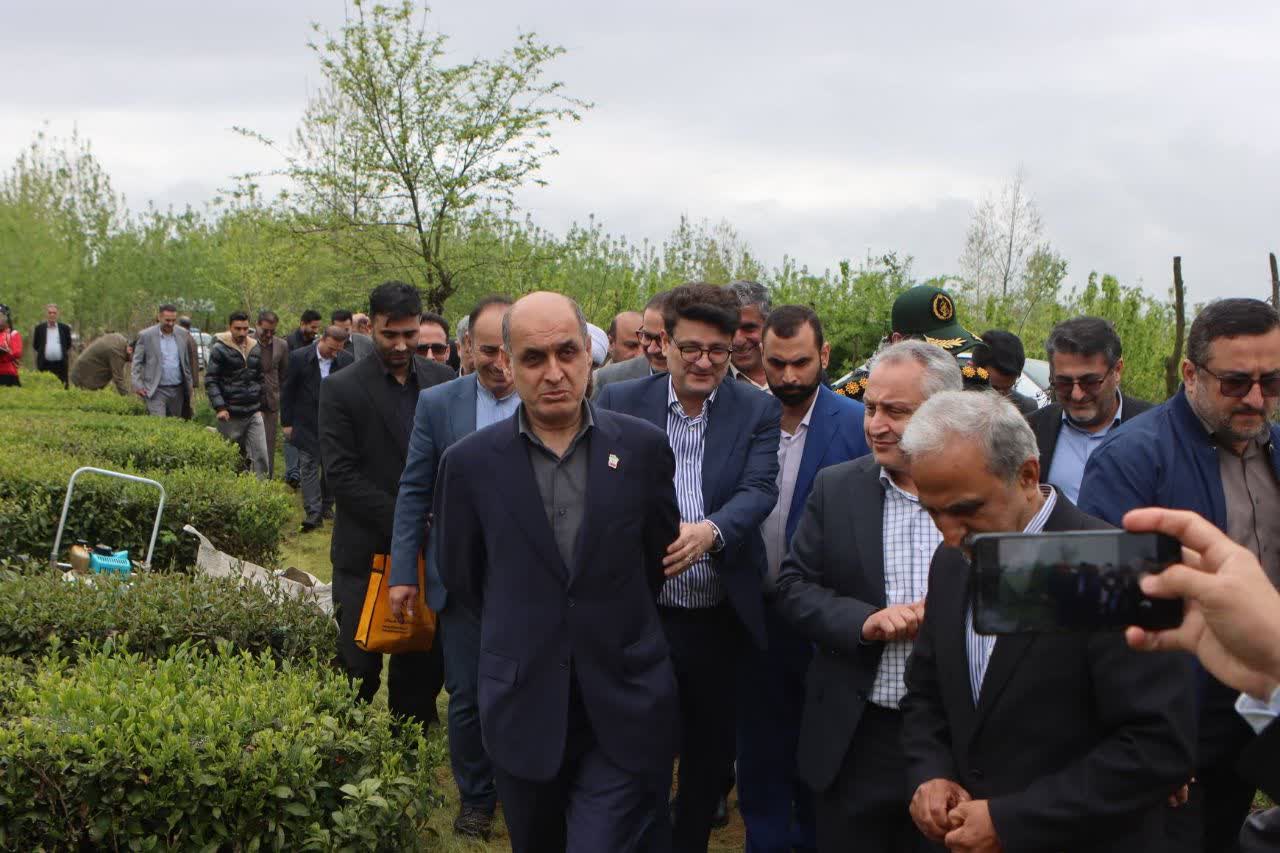 مراسم برداشت نمادین برگ سبز چای و خرید تضمینی سال 1405 برگزار شد