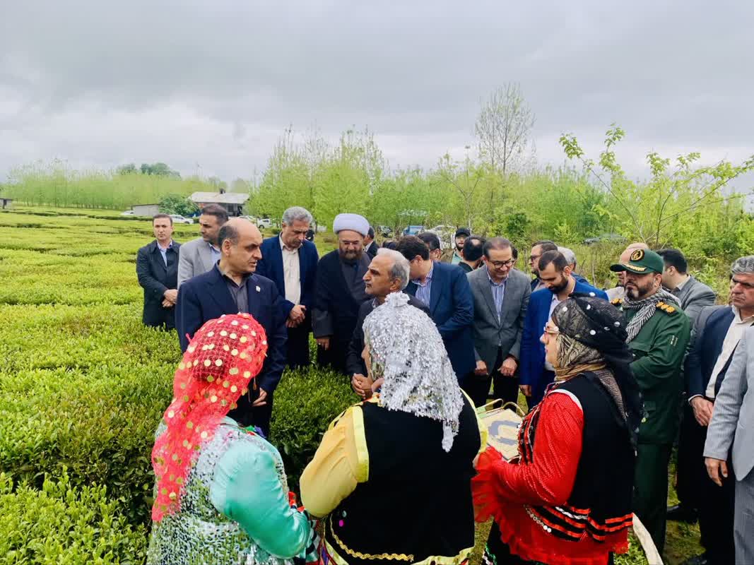 مراسم برداشت نمادین برگ سبز چای و خرید تضمینی سال 1405 برگزار شد