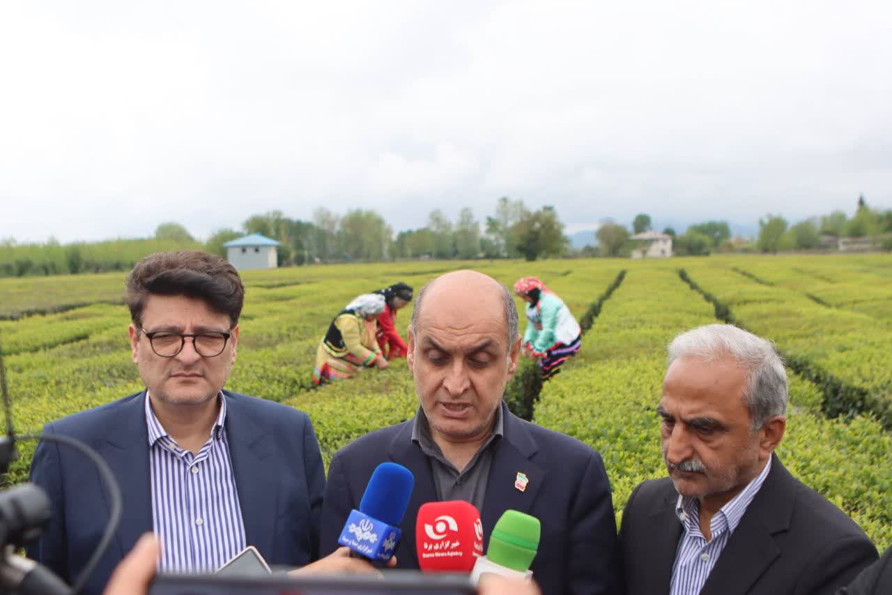 مراسم برداشت نمادین برگ سبز چای و خرید تضمینی سال 1405 برگزار شد