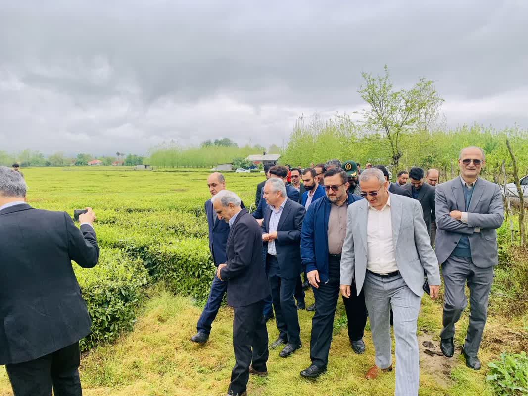 مراسم برداشت نمادین برگ سبز چای و خرید تضمینی سال 1405 برگزار شد