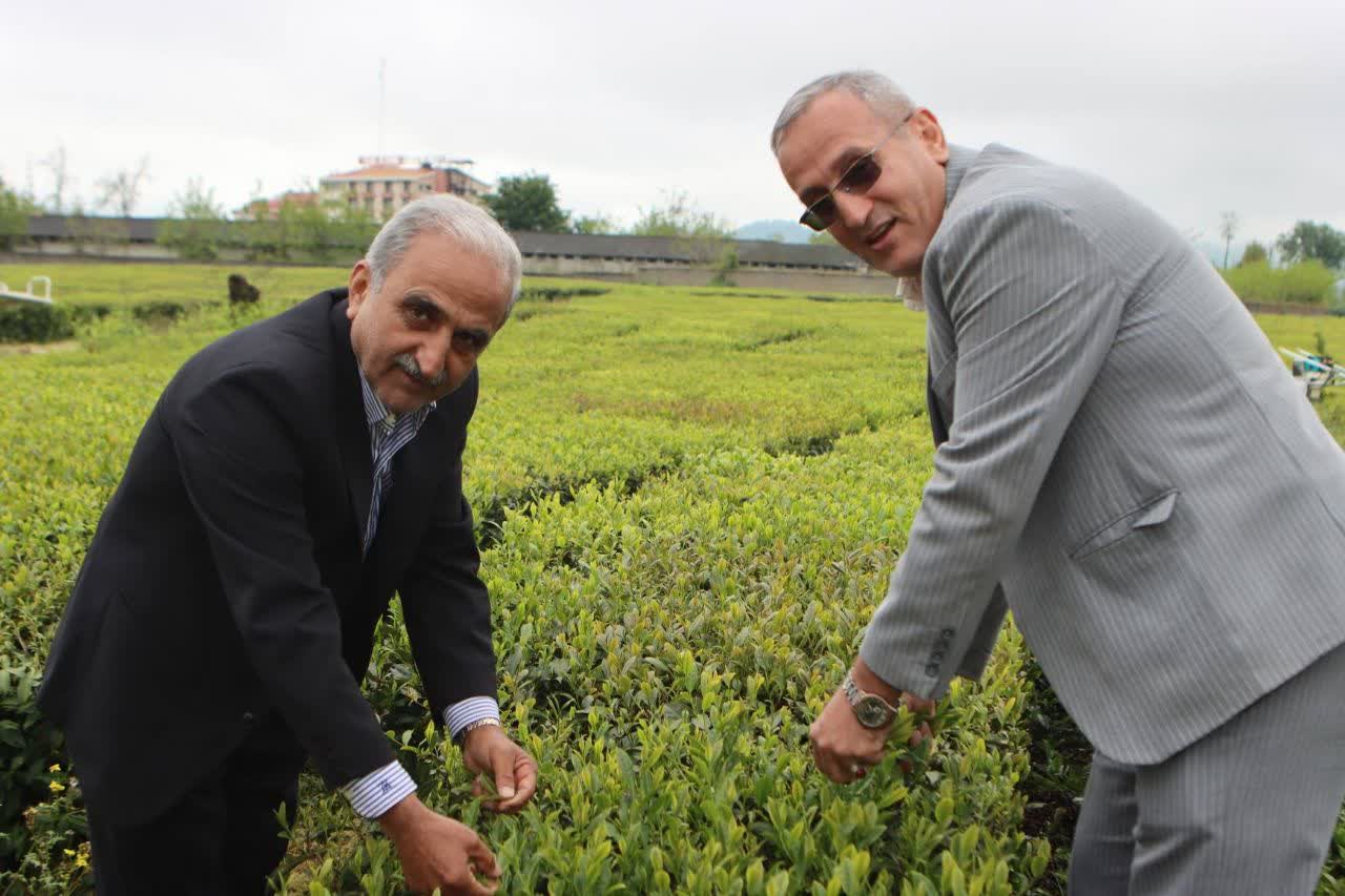مراسم برداشت نمادین برگ سبز چای و خرید تضمینی سال 1405 برگزار شد